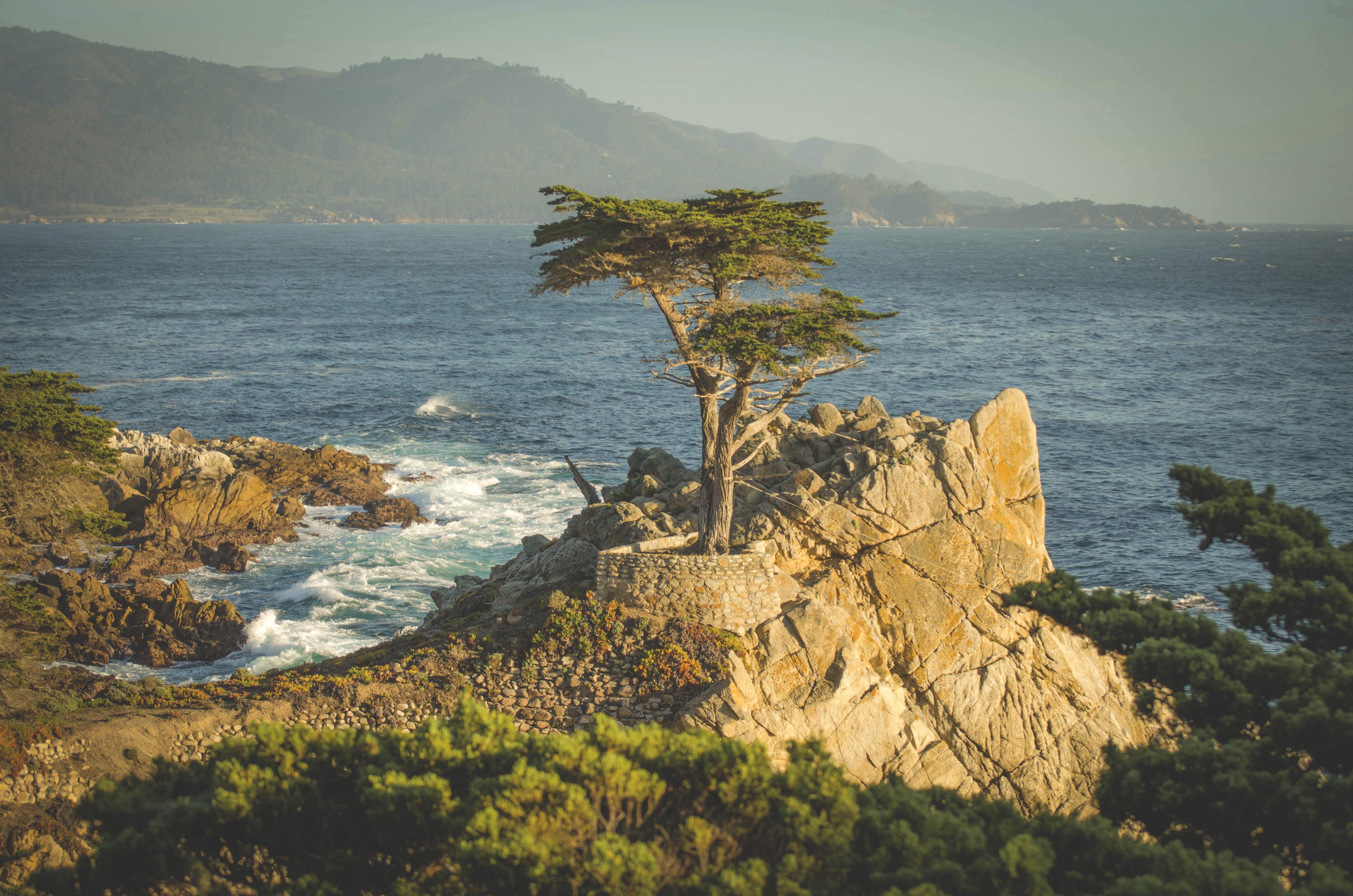 Lone Cypress