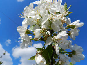 Tree Flower