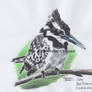 Pied kingfisher