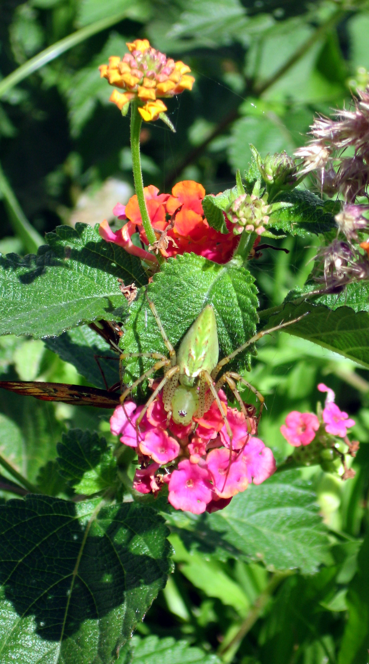 Green Lynx Spider 1