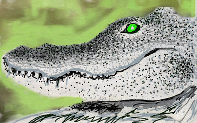 Alligator