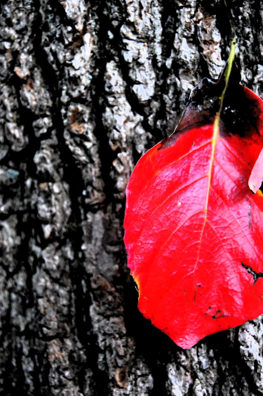 red leaf and bark.