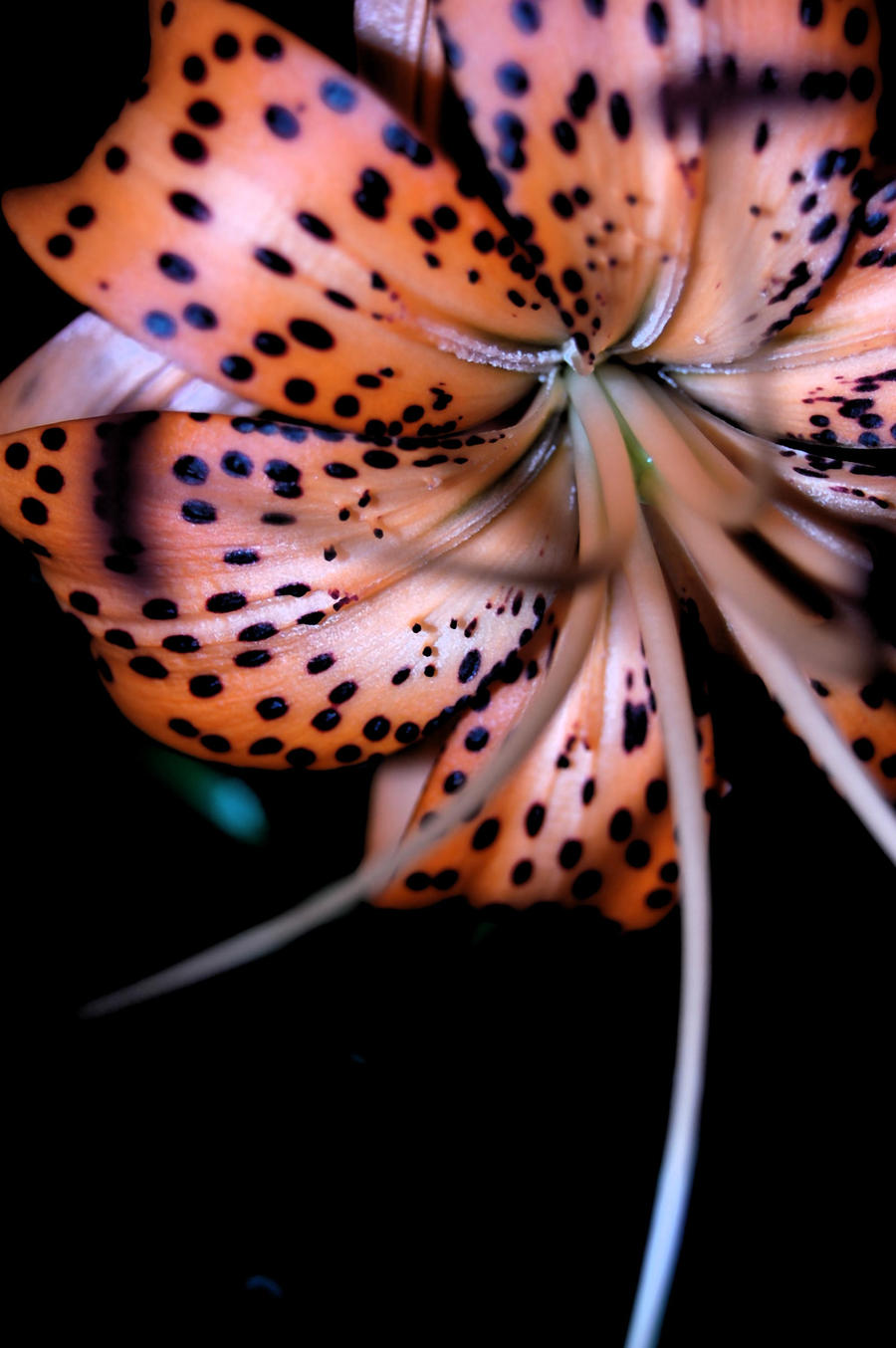 tiger lilly.