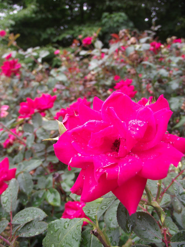 Freyed Roses Frayed Rose by Celestial-Dung on DeviantArt