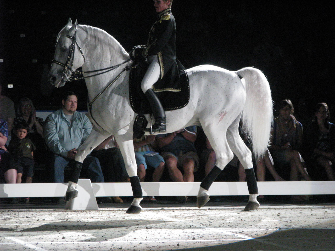 Stock - Lipizzaner 9