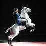 Stock - Lipizzaner 15