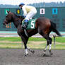 Stock - Racehorse 1