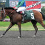 Stock - Racehorse 14