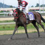 Stock - Racehorse 18