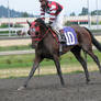Stock - Racehorse 18
