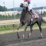 Stock - Racehorse 19