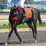 Stock - Racehorse 26