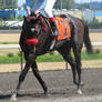 Stock - Racehorse 26