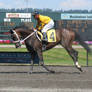 Stock - Racehorse 27