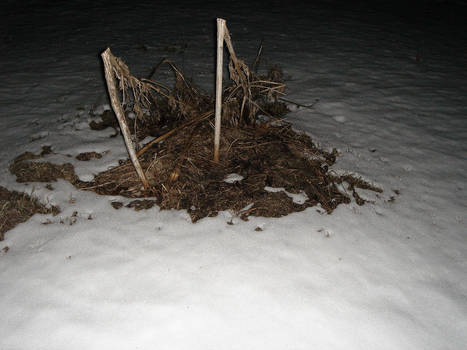 Withered Plants in the Dark