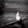Portrait of a Squirrel
