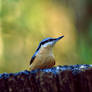 Nuthatch