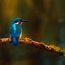 KingFisher 1