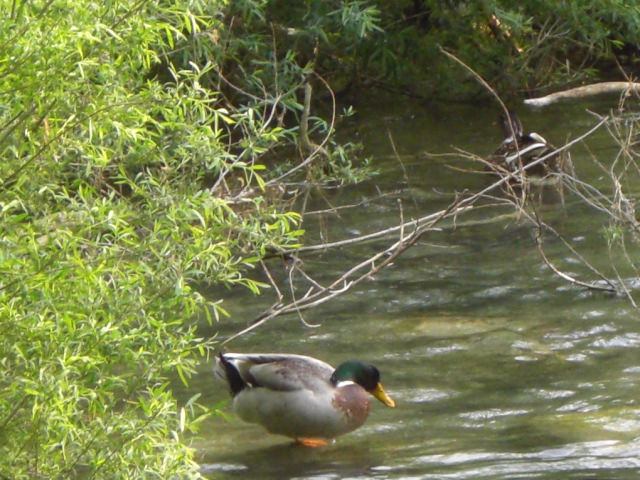 German duck by nadineleon on DeviantArt