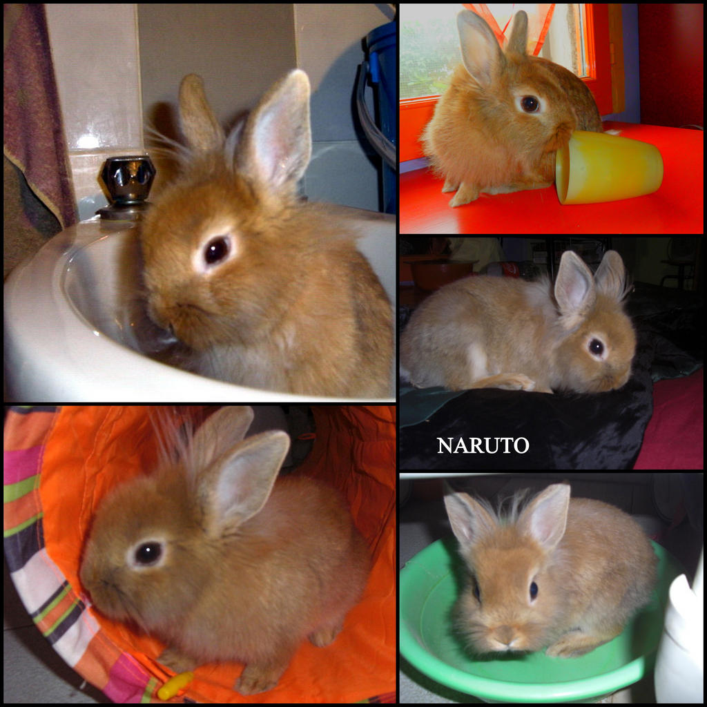 Naruto Bunny by nadineleon on DeviantArt