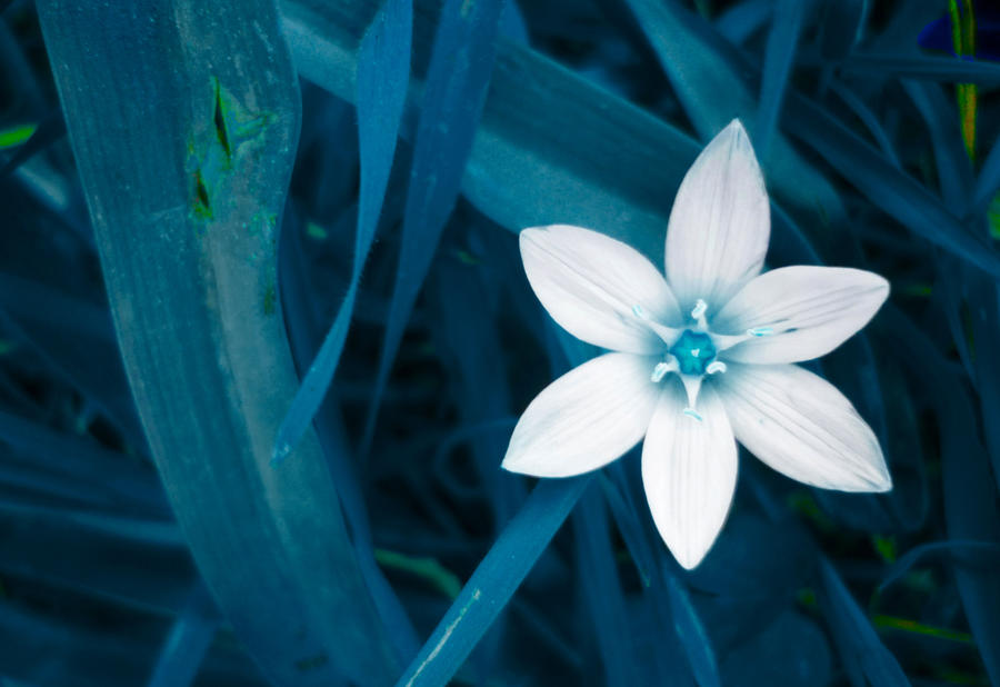 BLUE FLOWER by swealex BLUE FLOWER by swealex