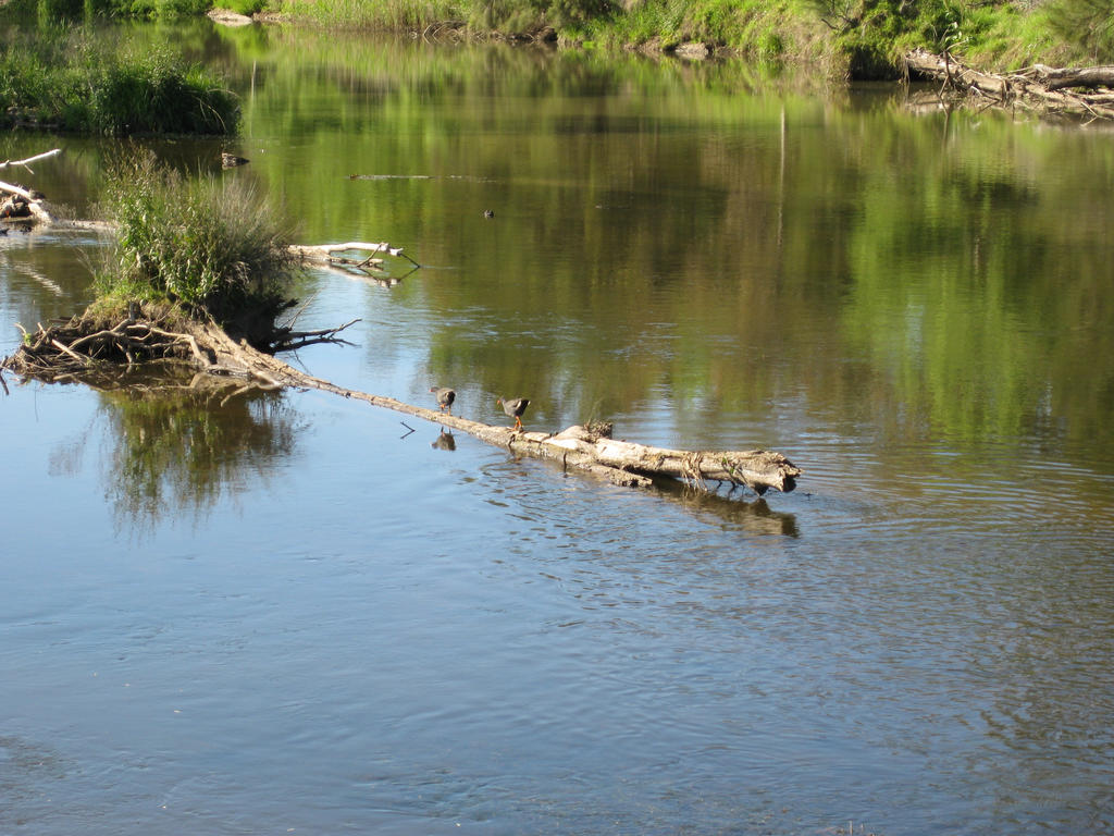 Water Hens