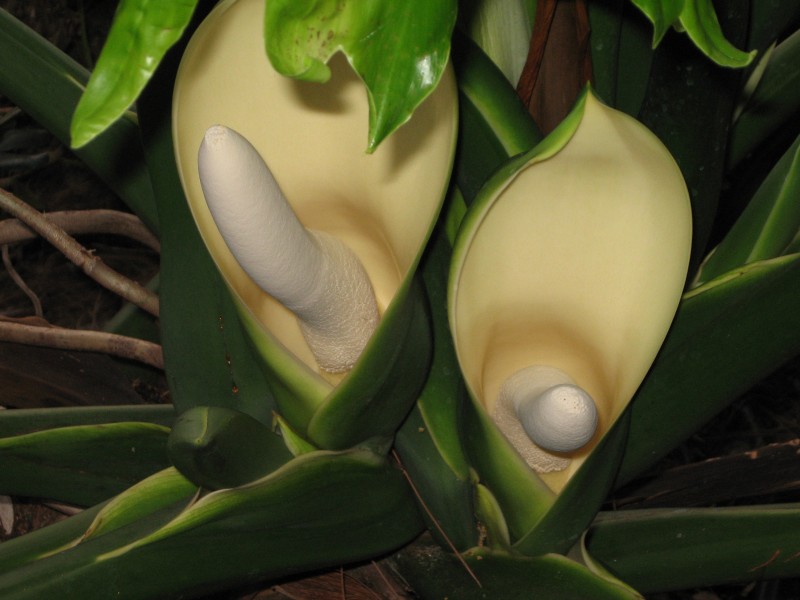 d1em4go-78cd5d23-8437-4006-b61b-ced5c1b7c918.jpg?token=eyJ0eXAiOiJKV1QiLCJhbGciOiJIUzI1NiJ9.eyJzdWIiOiJ1cm46YXBwOjdlMGQxODg5ODIyNjQzNzNhNWYwZDQxNWVhMGQyNmUwIiwiaXNzIjoidXJuOmFwcDo3ZTBkMTg4OTgyMjY0MzczYTVmMGQ0MTVlYTBkMjZlMCIsIm9iaiI6W1t7InBhdGgiOiJcL2ZcL2FkOTg5YTA4LTVkNjItNDJkOC1iZTBkLTNkM2E5NzcyMjYxOVwvZDFlbTRnby03OGNkNWQyMy04NDM3LTQwMDYtYjYxYi1jZWQ1YzFiN2M5MTguanBnIn1dXSwiYXVkIjpbInVybjpzZXJ2aWNlOmZpbGUuZG93bmxvYWQiXX0.G2Q6a_7gqzXXZuMSbY4B5zGrc3SBd_PcUrtiqbNSq0w