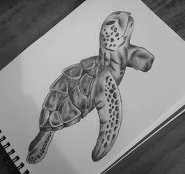 Turtle