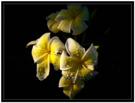 Plumeria II