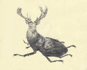 Stag Beetle