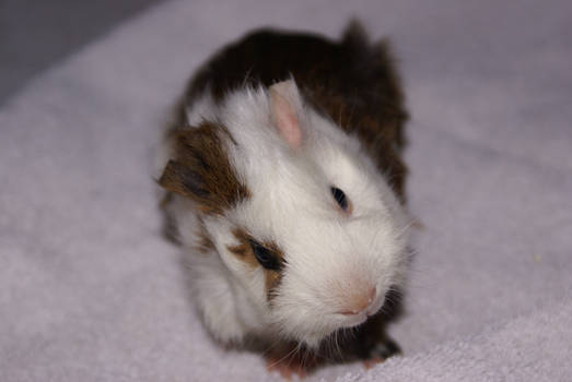 Guinea Pigs