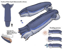 The Northern Whale Squid