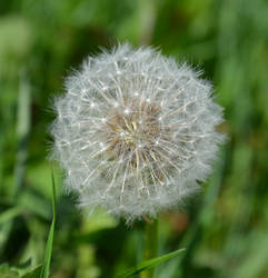 dandelion