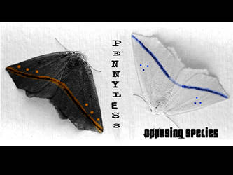 Two Moths of Opposing Species