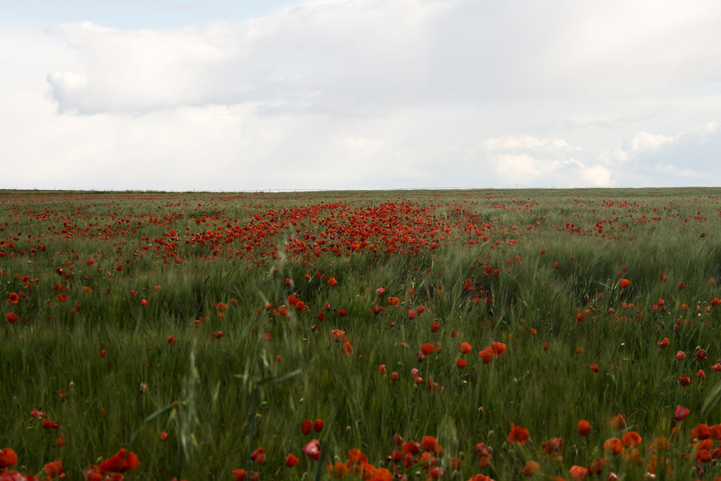Entre Amapolas 03