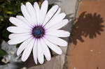 Flor Blanca y Purpura by SuperStar-Stock