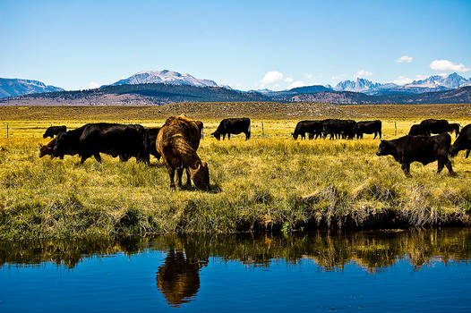 Cows of the Sierras