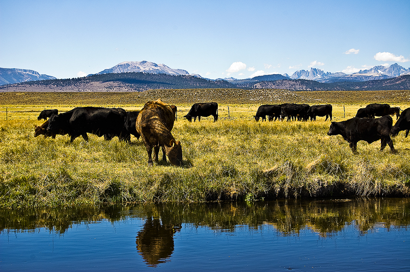 Cows of the Sierras