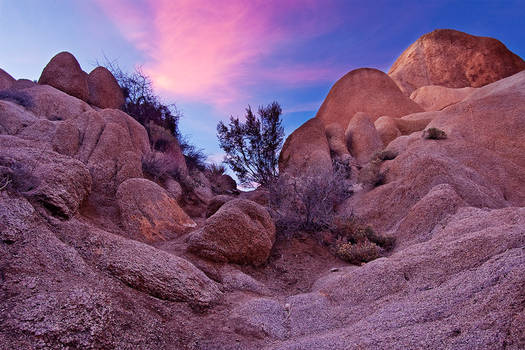 Dusk at Joshua Tree