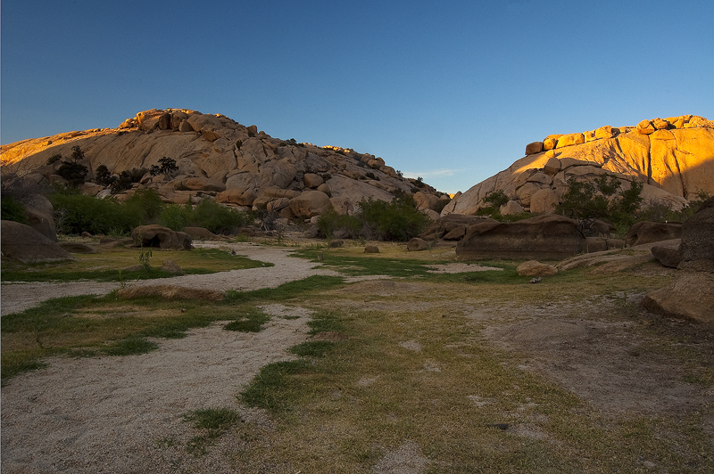 Desert Meadow