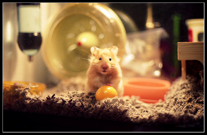 Portrait of a Hamster