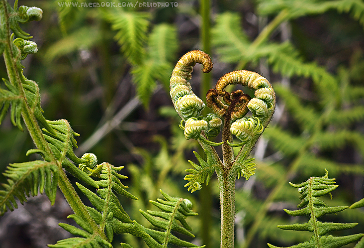 Fern