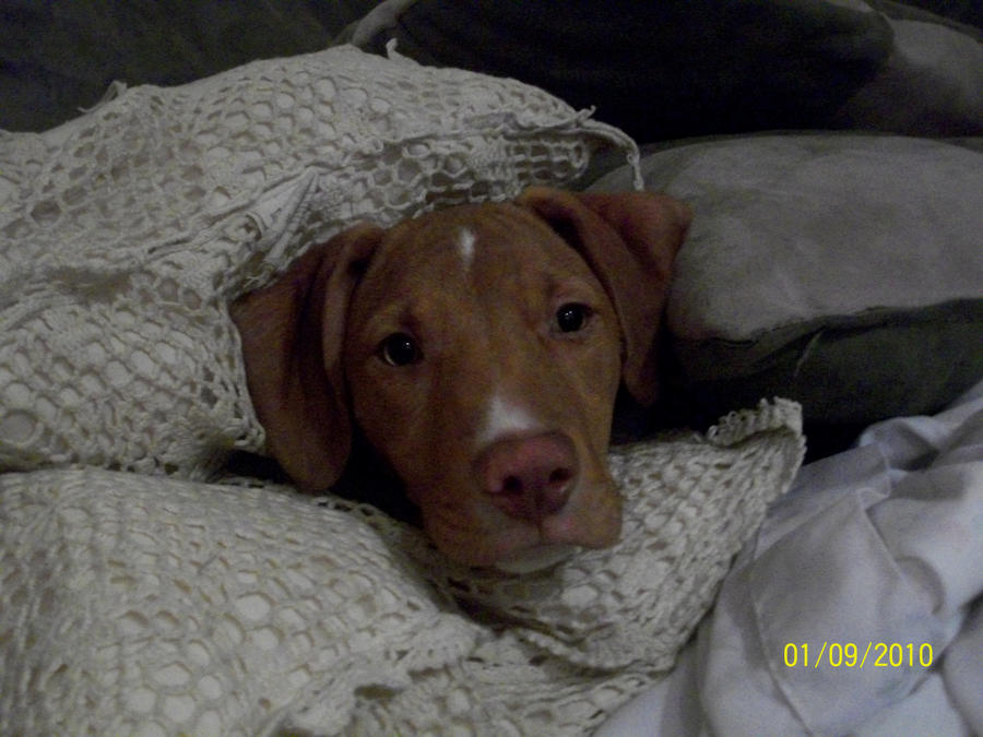 Picky Boo by LuckyxLove on DeviantArt