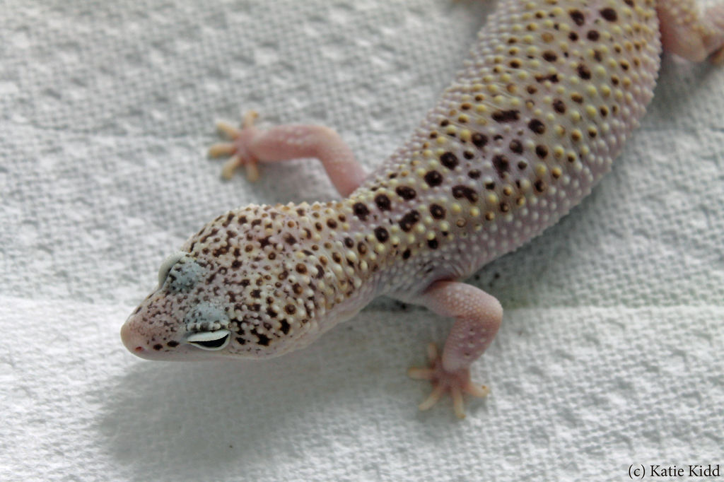 Swapped Lizard Lizards by TrippShep on DeviantArt