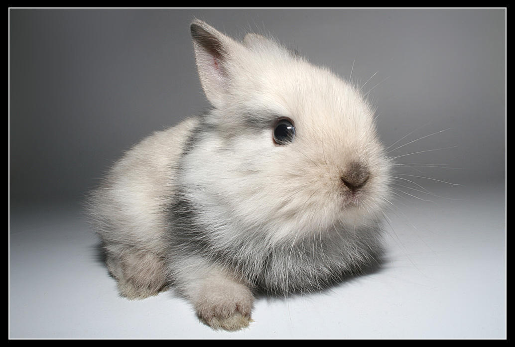 My rabbit Elvis by jordygraph on DeviantArt