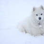 Snow Pup