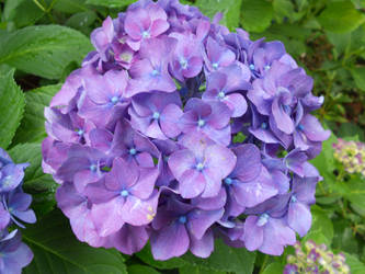 hydrangea1