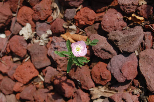 Red Rocks and Pink Flower