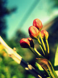 Asclepias curassavica