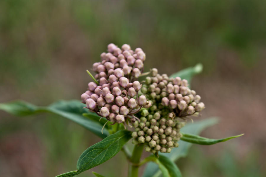 Little Buds